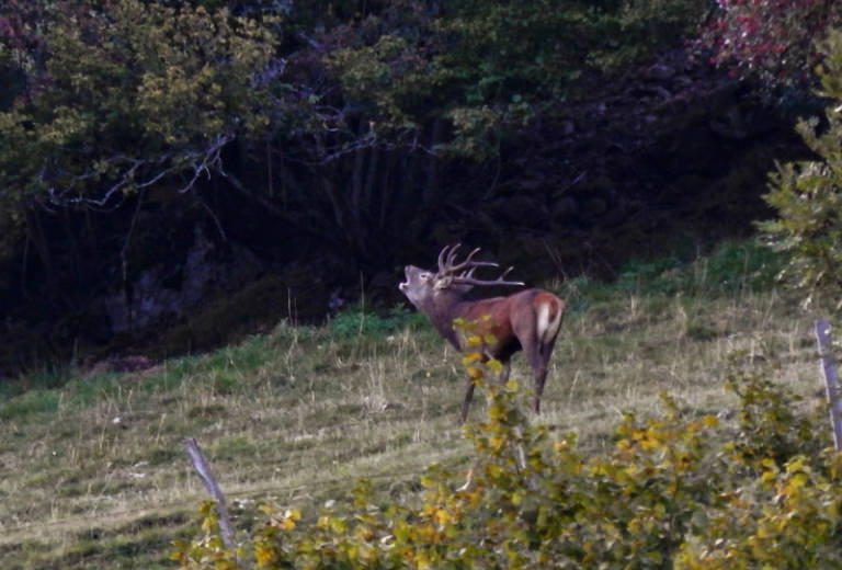 Brame du cerf