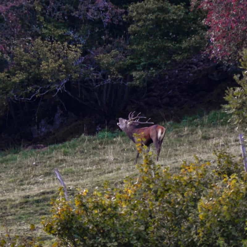 Brame du cerf