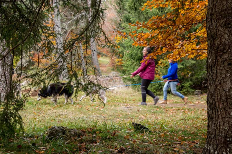 Balade en cani-rando