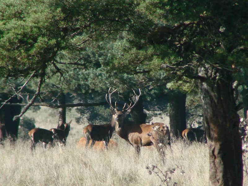 Cerf et biches