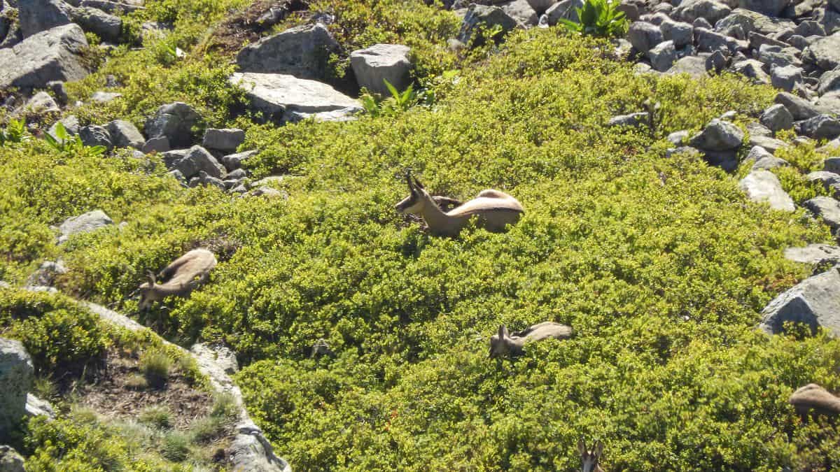 Chamois au Puy du Rocher