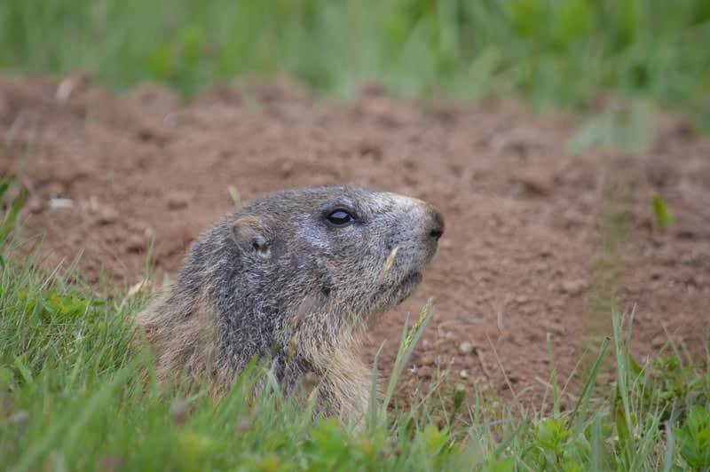 Marmotte dans le Cantal
