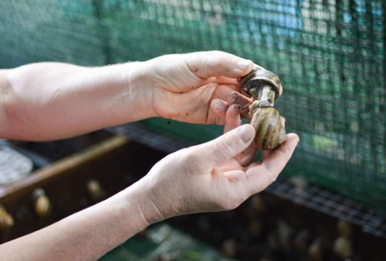 Visite de la ferme hélicicole Coquille de Massiac