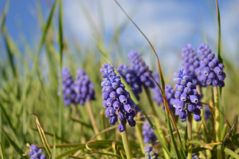 Flore Cantal