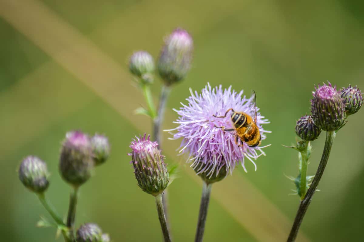 Flore de montagne