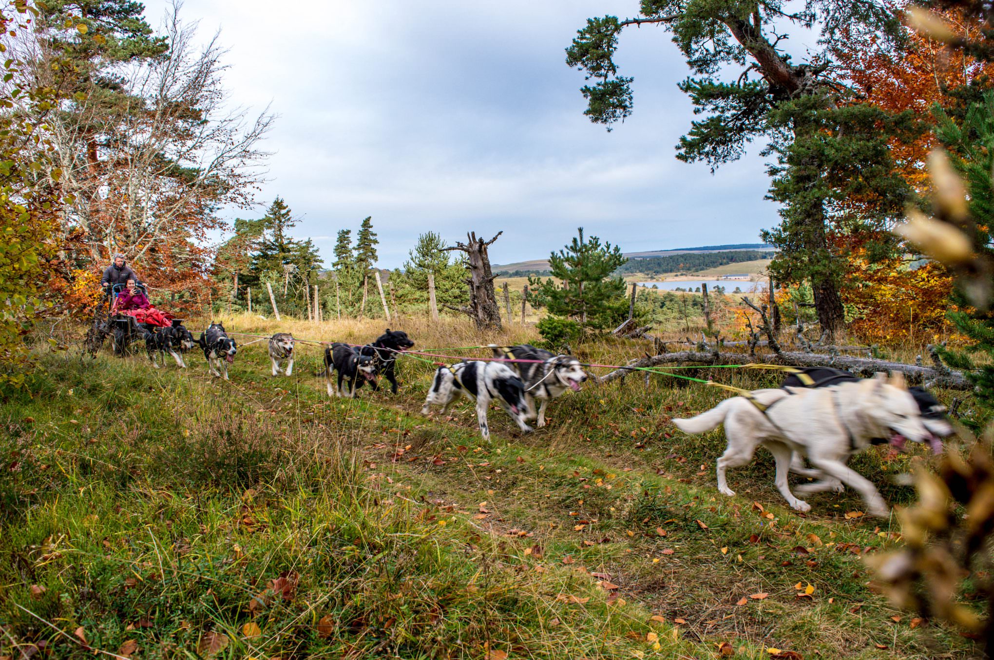Les balades à chiens de traineaux & canirando Hautes Terres Tourisme