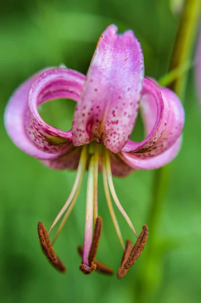 Lys martagon