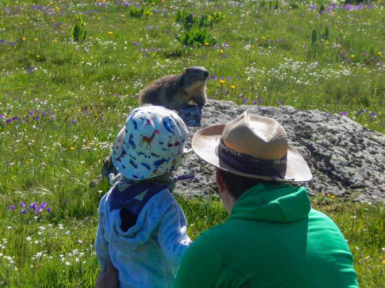 Watching marmots in Cantal