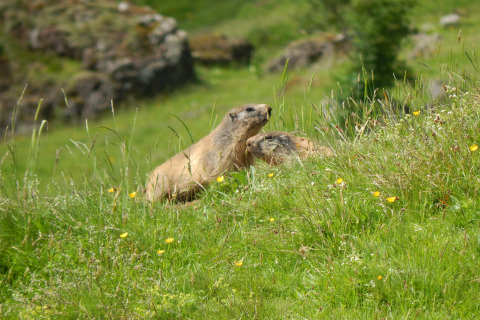 Marmottes