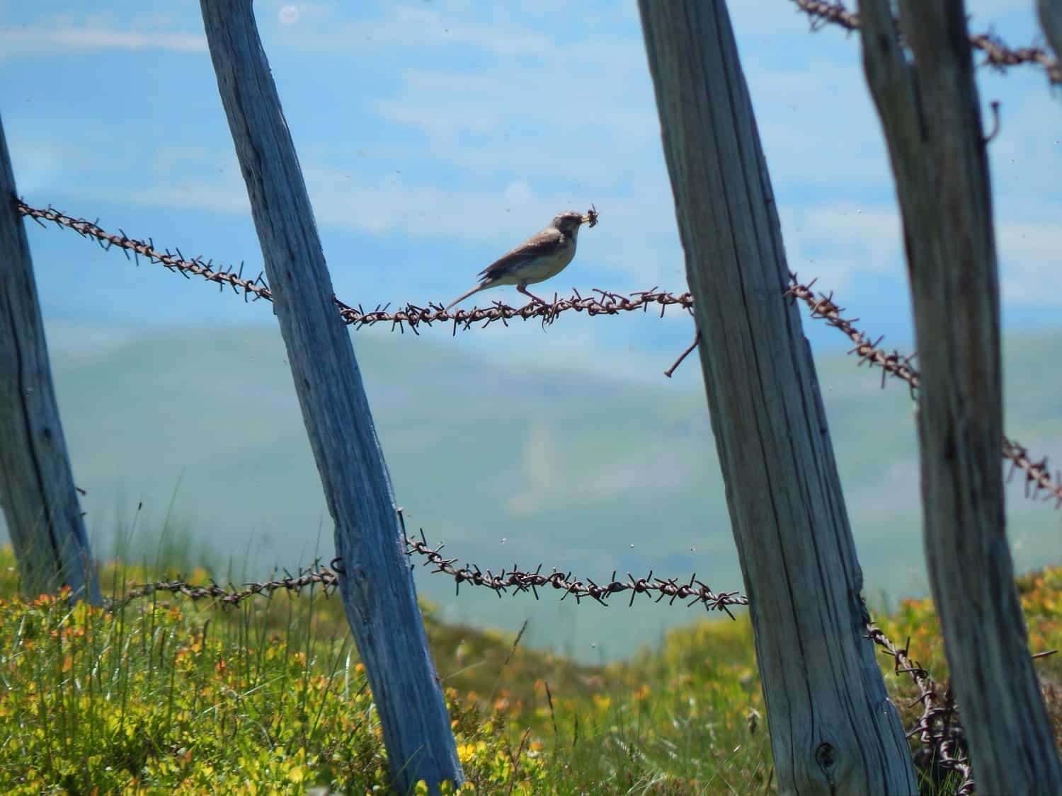 Oiseaux Hautes Terres