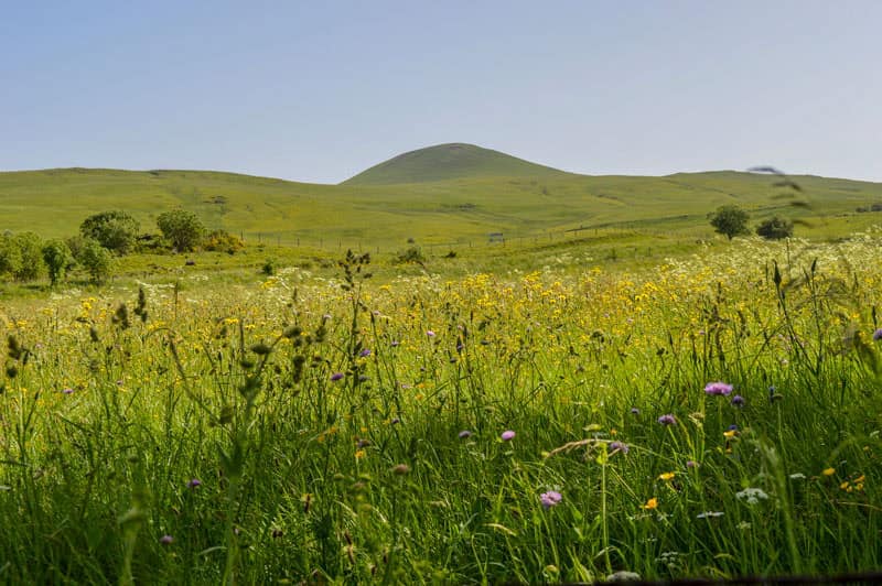 Prairies fleuries du Cézallier