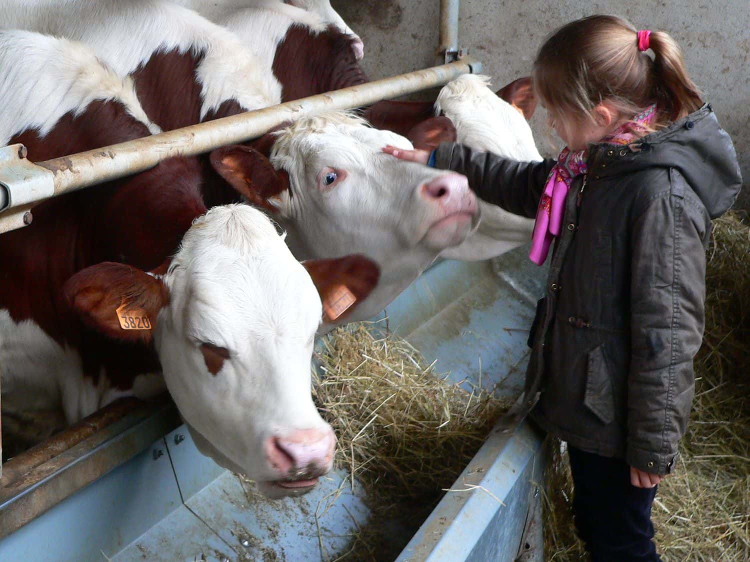 Visites de ferme
