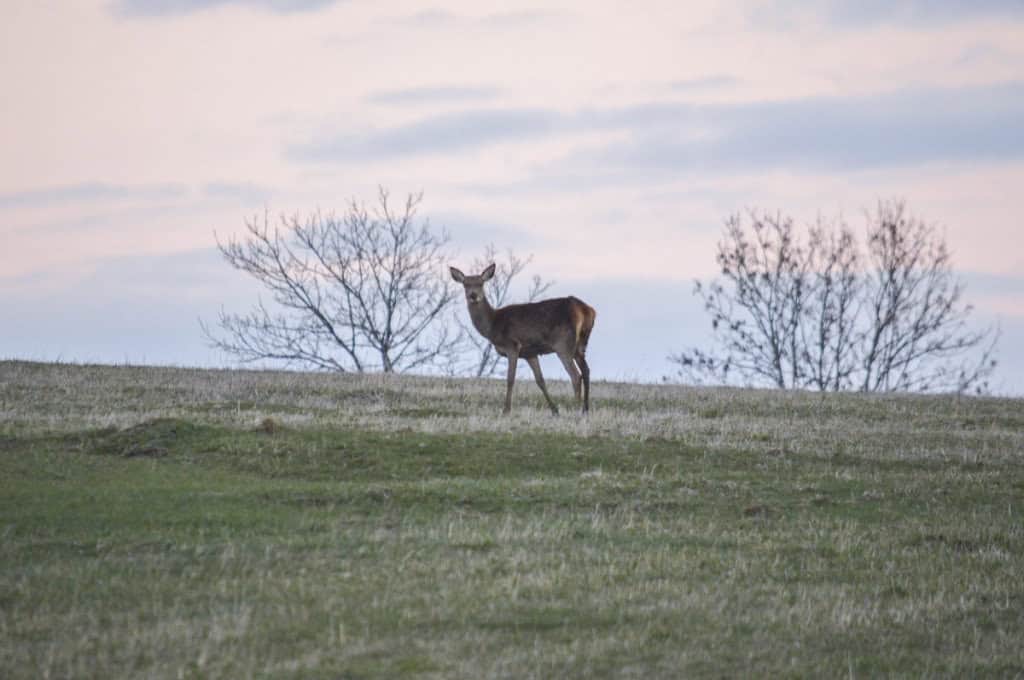 Faune biche