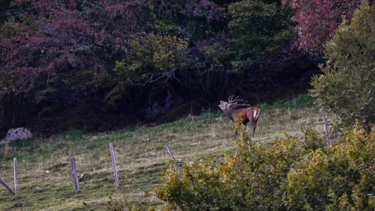 Brame du cerf