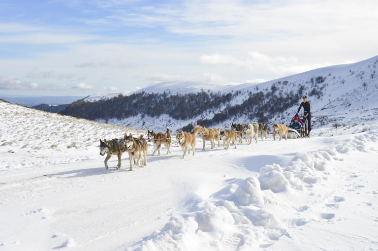 Balades en chiens de traineaux