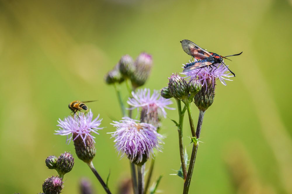 Flore du Cantal