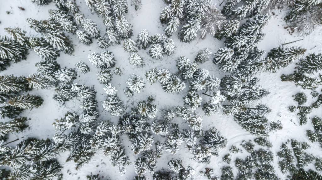 Forêt enneigée dans le Cantal