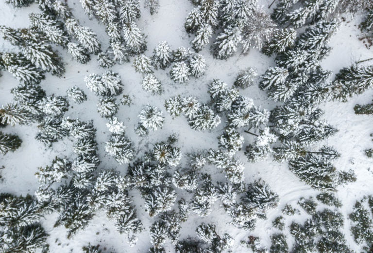 Forêt enneigée dans le Cantal