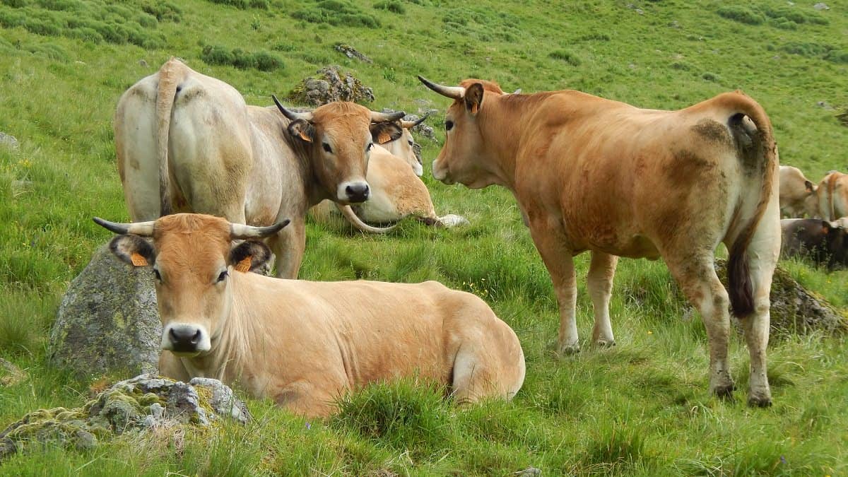Vaches Aubrac
