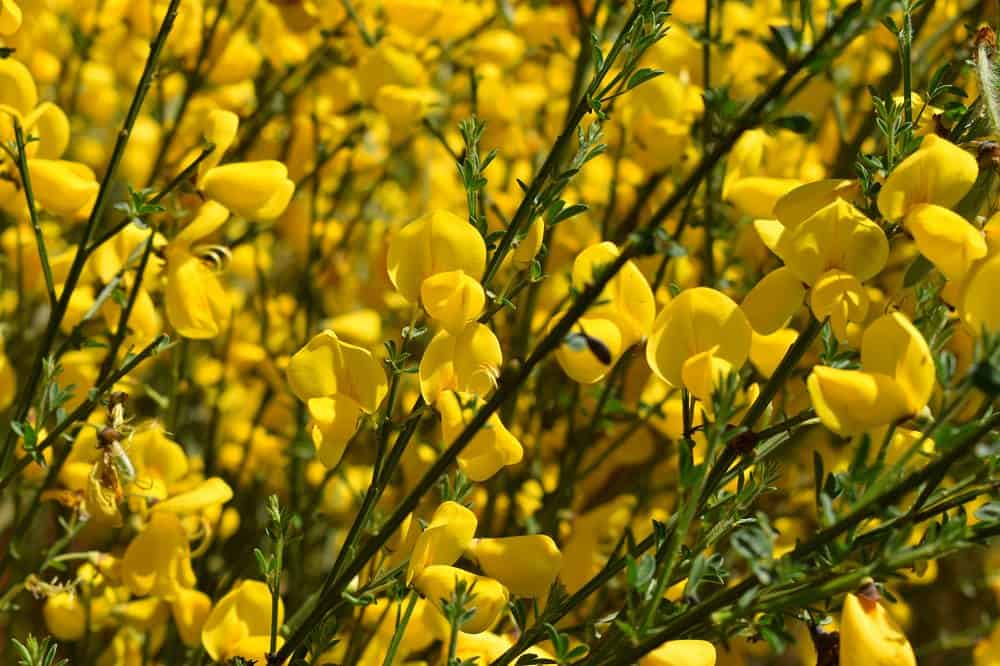 Prairies fleuries