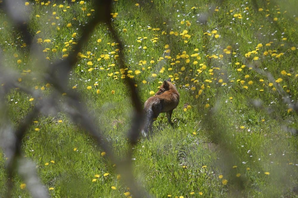 Faune sauvage, renard dans les prairies