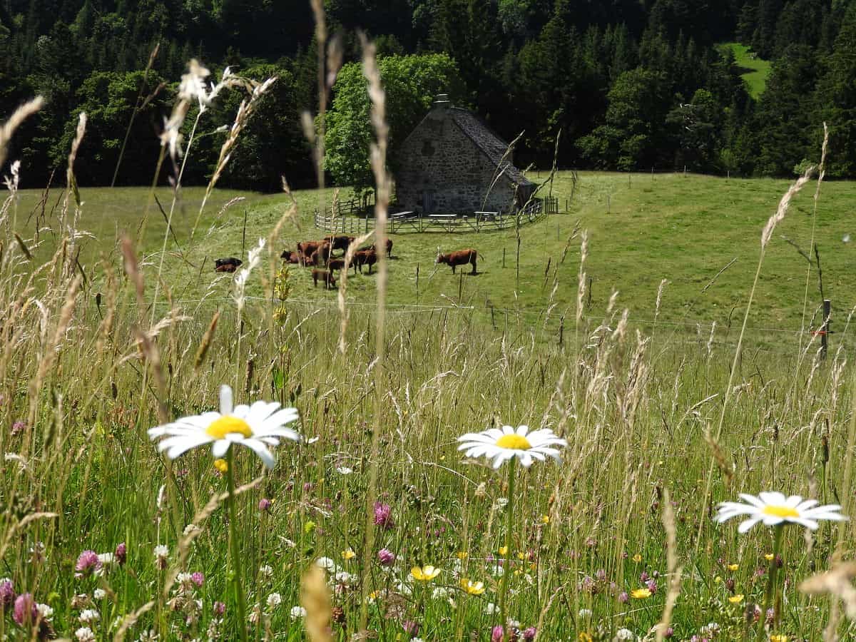 Vaches