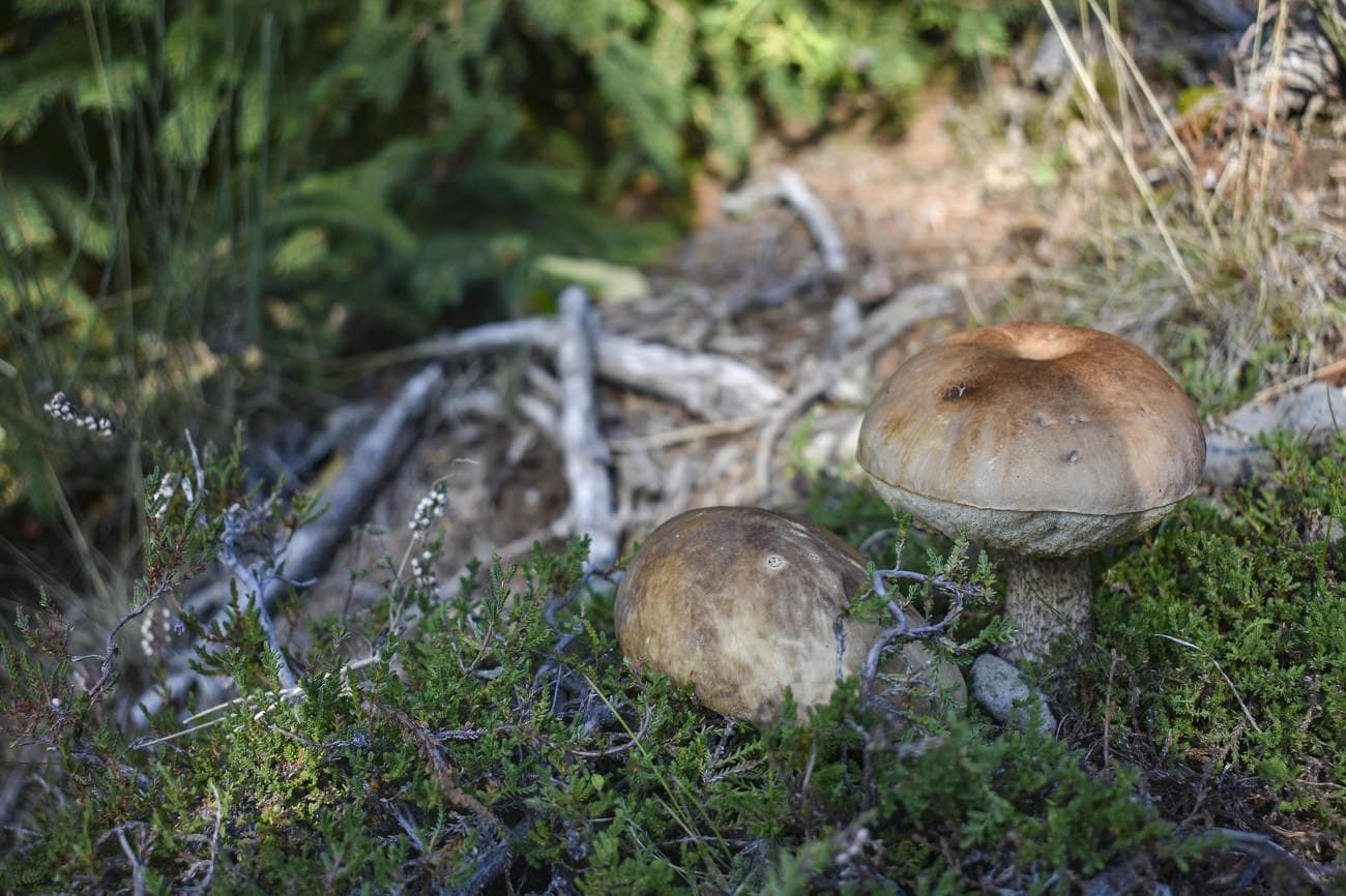 champignons