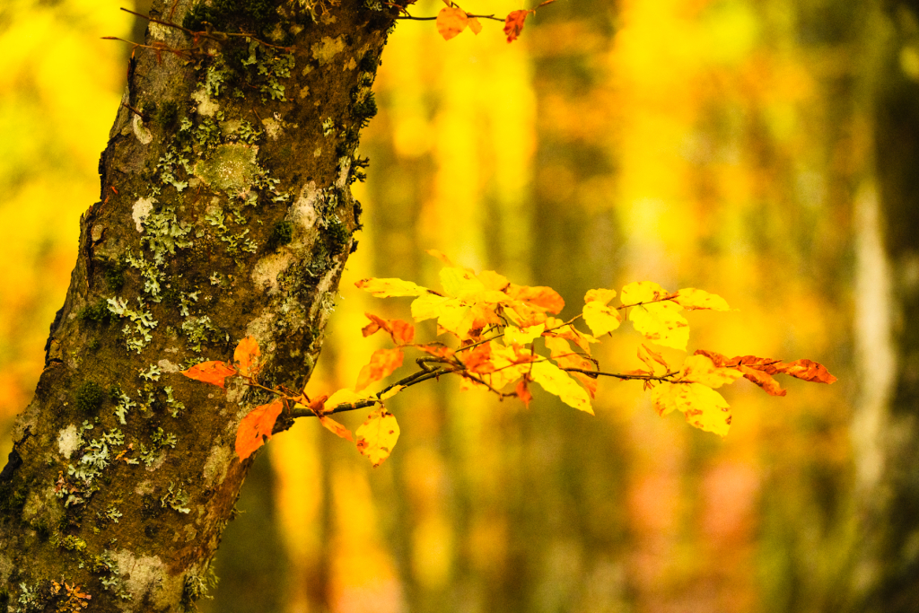L'automne ©Nicolas Martin
