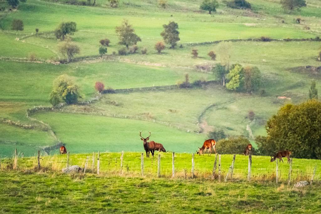 L'automne brame du cerf ©Nicolas Martin