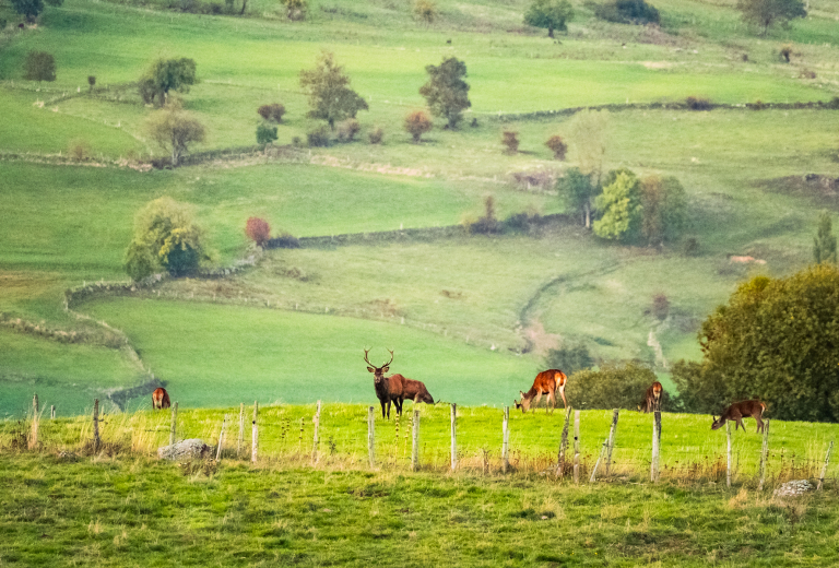 L'automne brame du cerf ©Nicolas Martin