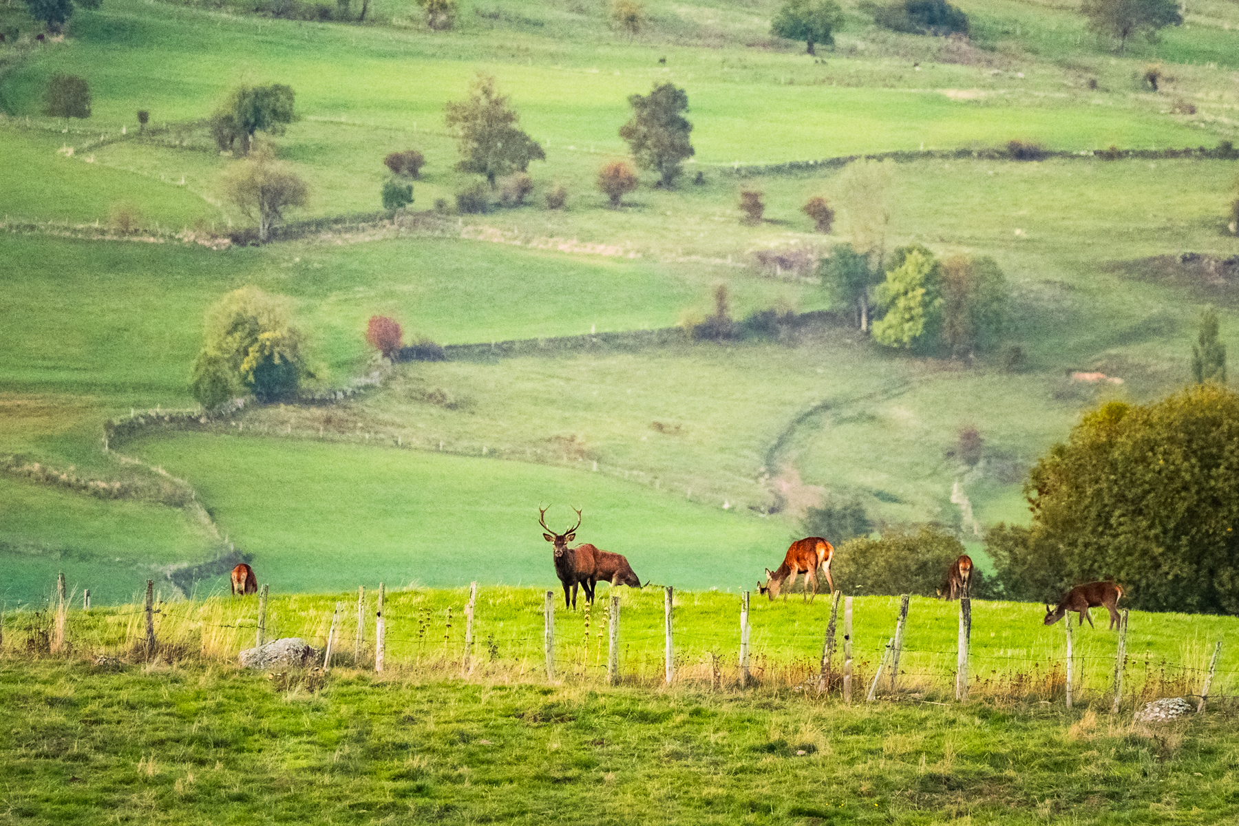 L'automne brame du cerf ©Nicolas Martin