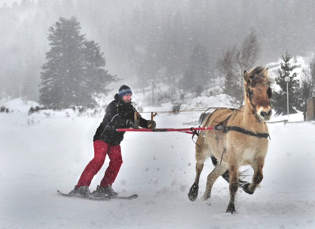 ski joëring