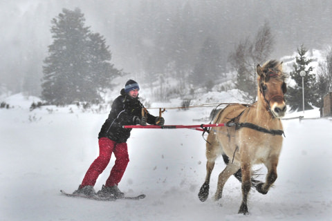 ski joëring