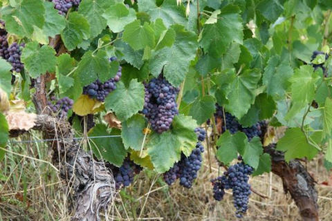 ¡Zoom sobre el vino DE PALHÀS!
