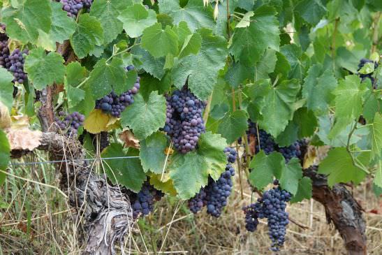 El vino des Palhàs Massiac et Molompize