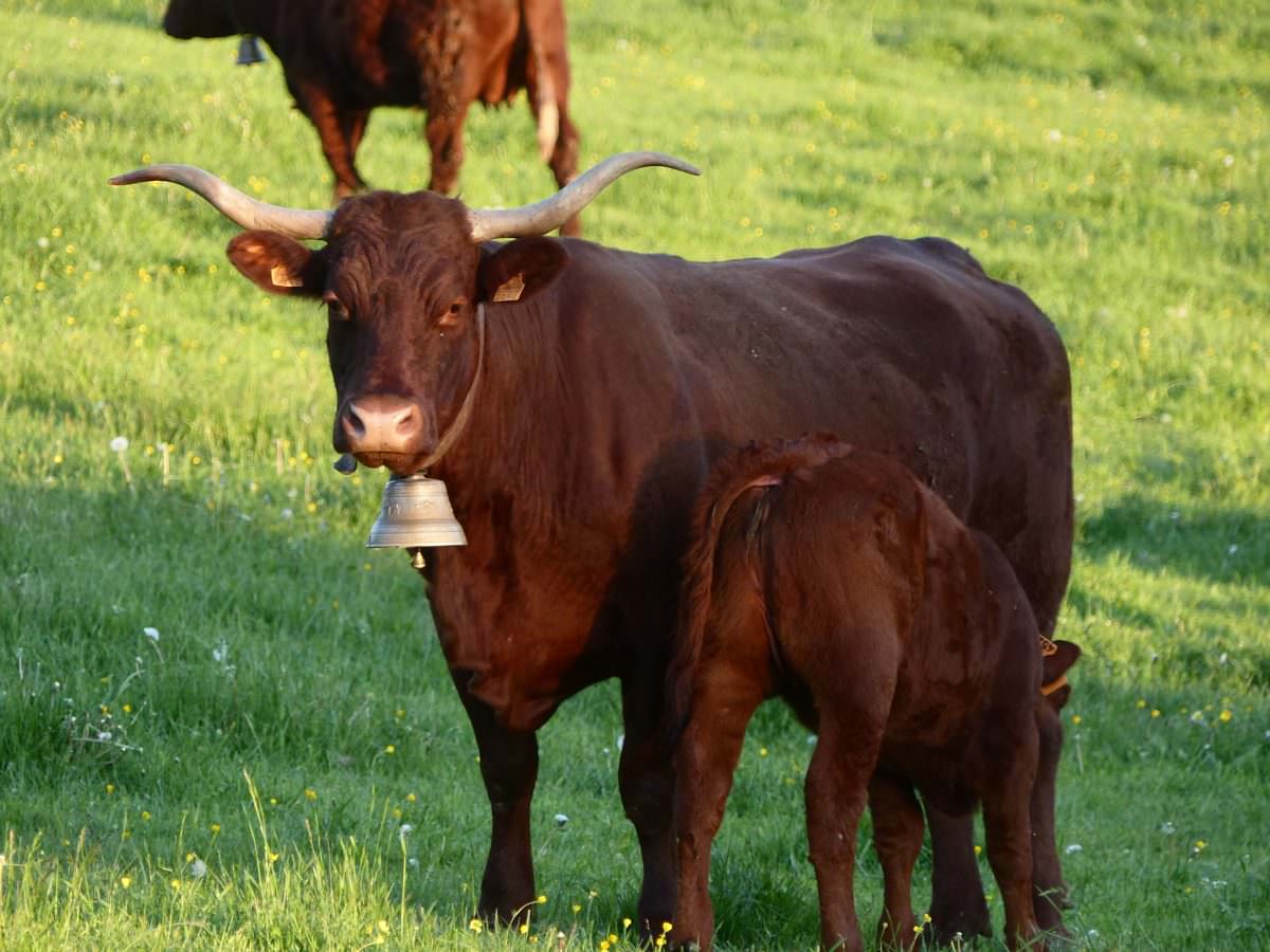 Séjour sur le Tour des Vaches Rouges dans le Cézallier - Hautes Terres