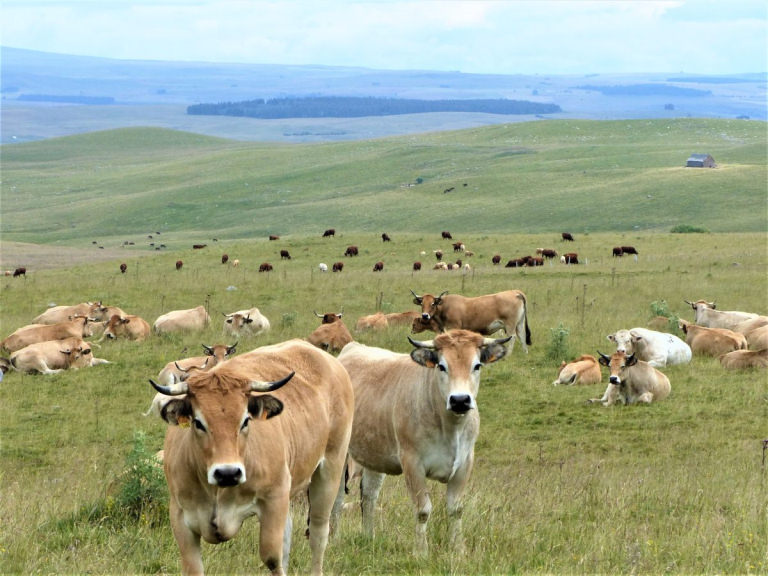 Séjour sur le Tour des Vaches Rouges dans le Cézallier