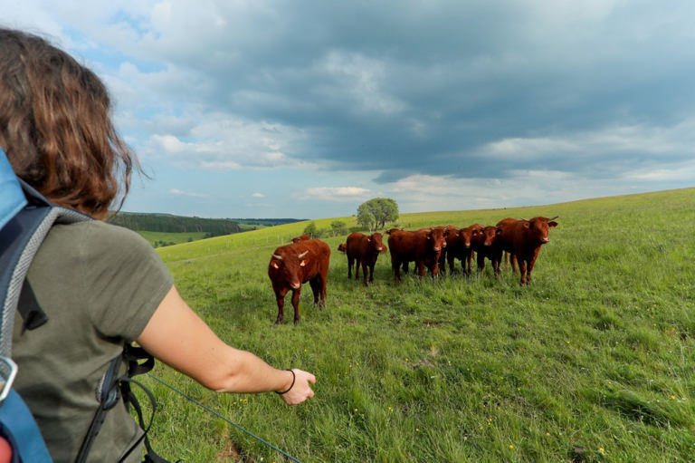 Tour des Vaches Rouges - Initérance au coeur d'un plateau d'estive