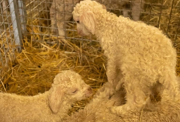Élevage de chèvres Angora Mohair in Cantal à Allanche