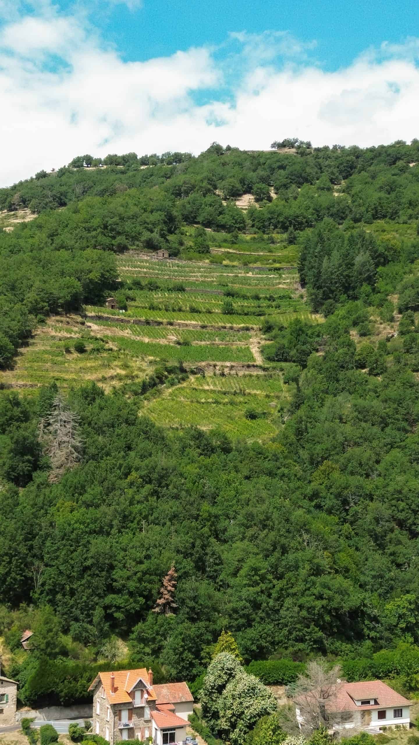 Vignoble en terrasses dans un paysage verdoyant en Hautes Terres.