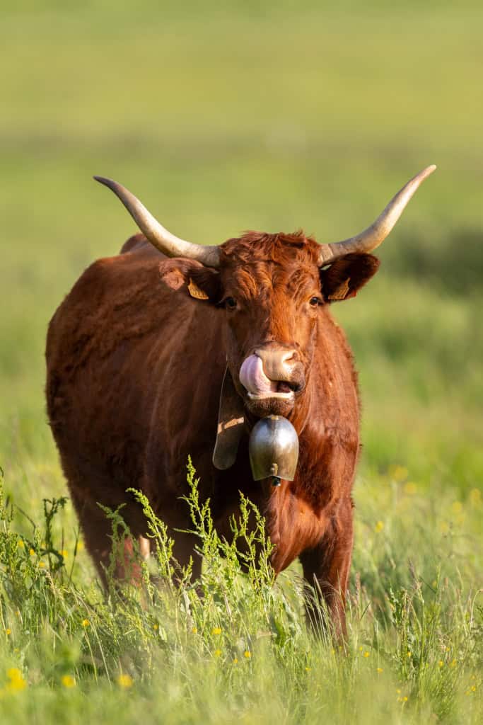 Vache brune avec cloche dans un pré verdoyant en Cézallier.