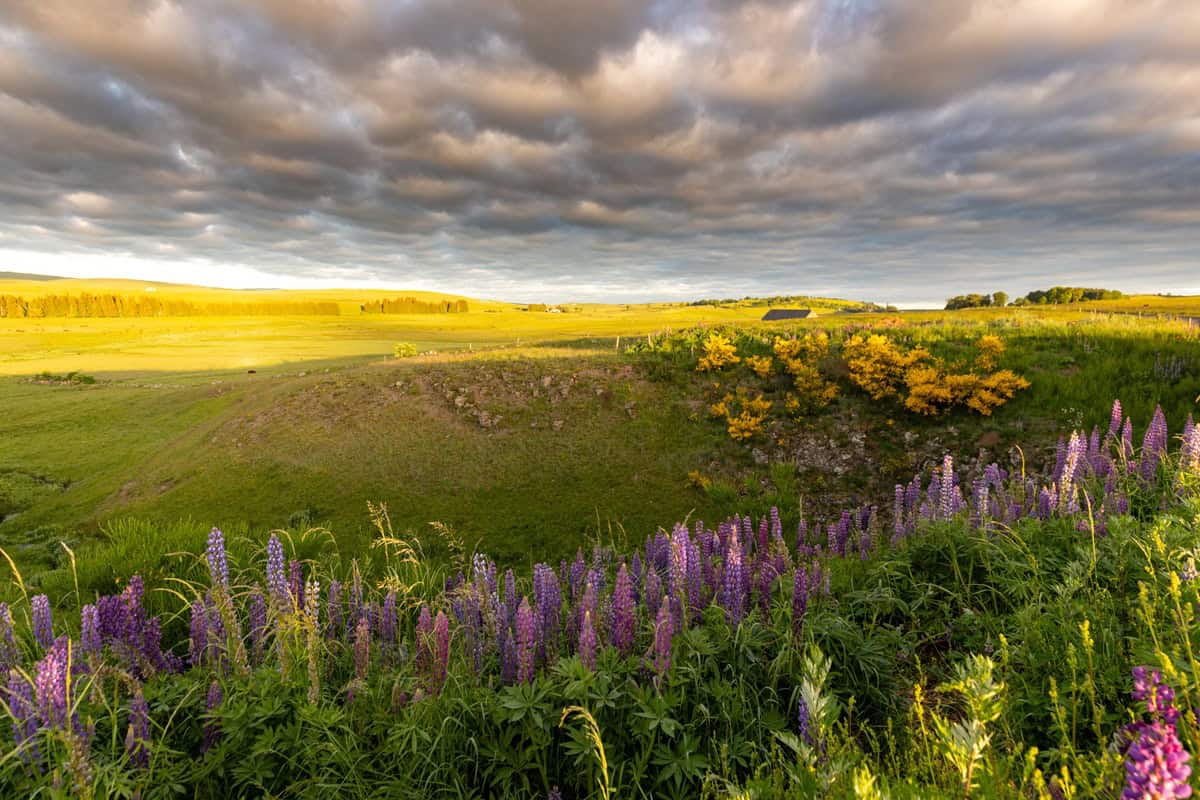 Paysage naturel avec fleurs violettes, champs et ciel nuageux.